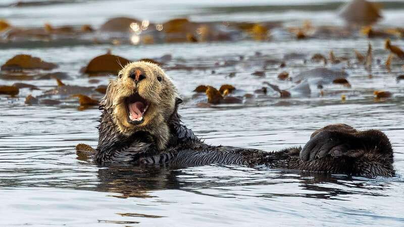 Port Hardy: Sea Otter and Whale Watching - Is $276 a Fair Price?