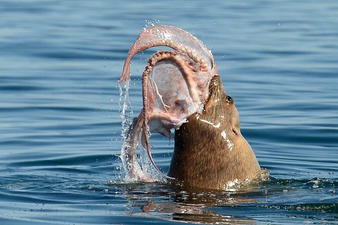 Private Boat Charter Explore Southern Gulf Islands Tour - What the Four Hours Feel Like