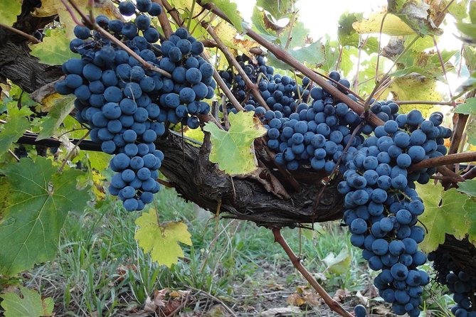 Private Customizable Niagara Day Trip/Wine Tour from Toronto - Key points at a glance