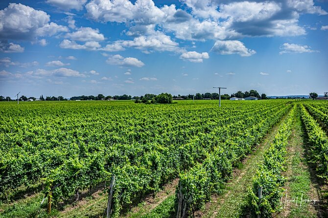 Private Customizable Scenic Niagara Boutique-Winery Day Tour - Who will enjoy this private wine tour most?