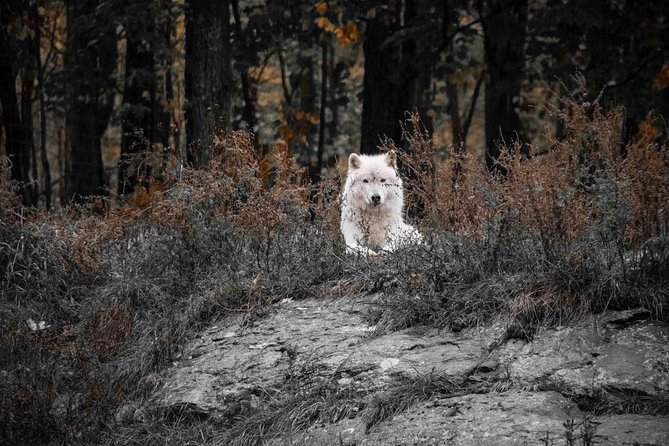 Private day tour to wildlife Parc Omega and Montebello lodge from Montreal - A closer look at the park experience