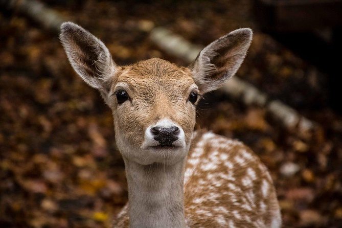 Private day tour to wildlife Parc Omega and Montebello lodge from Montreal - Is $359 per person a fair price?