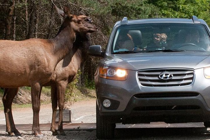 Private day tour to wildlife Parc Omega and Montebello lodge from Montreal - How long the day really feels