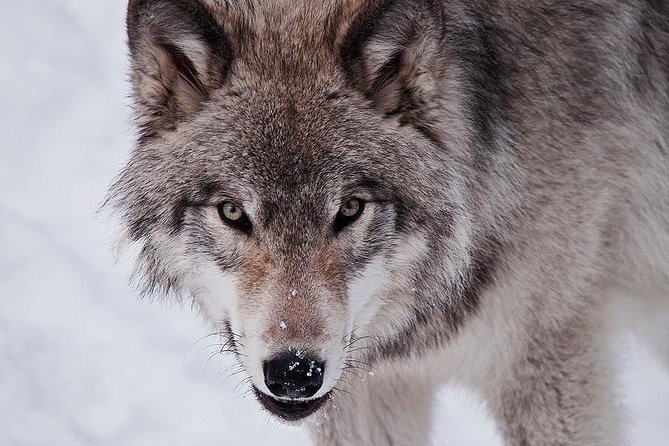 Private day tour to wildlife Parc Omega and Montebello lodge from Montreal - Who will enjoy this most?
