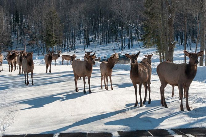 Private day tour to wildlife Parc Omega and Montebello lodge from Montreal - Why winter may be the best season