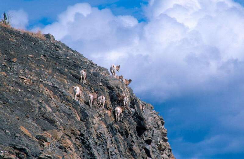 PRIVATE Wilderness and Wildlife Walking Tour - 3hrs - Starting at Canmore Recreation Centre