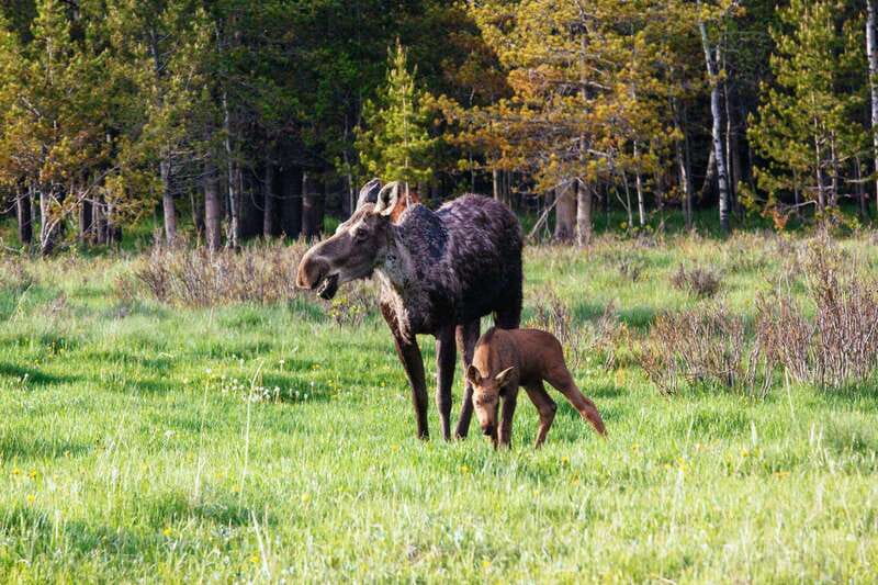 PRIVATE Wilderness and Wildlife Walking Tour - 3hrs - Bear safety without alarm