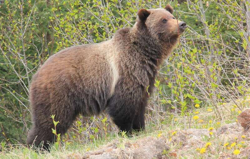 PRIVATE Wilderness and Wildlife Walking Tour - 3hrs - What Jacob brings to the outing