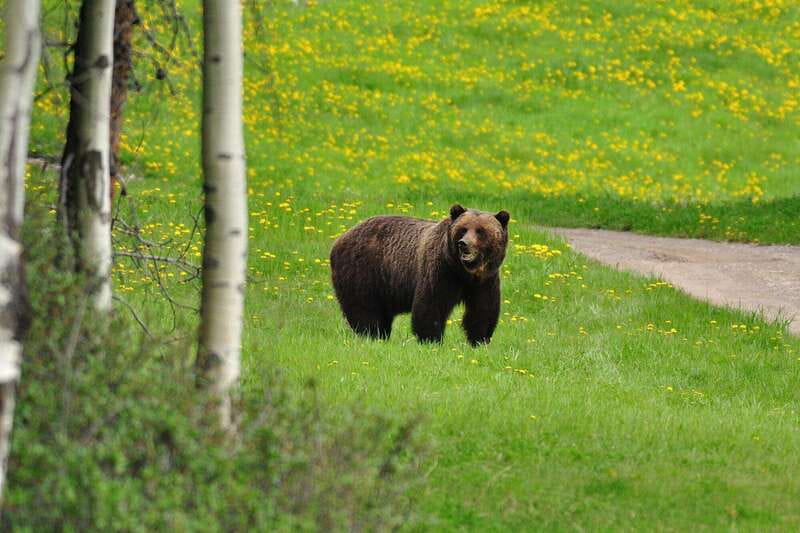 PRIVATE Wilderness and Wildlife Walking Tour - 3hrs - The van ride to quieter trailheads