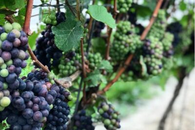 Private Wine & Charcuterie Tour (Customizable)