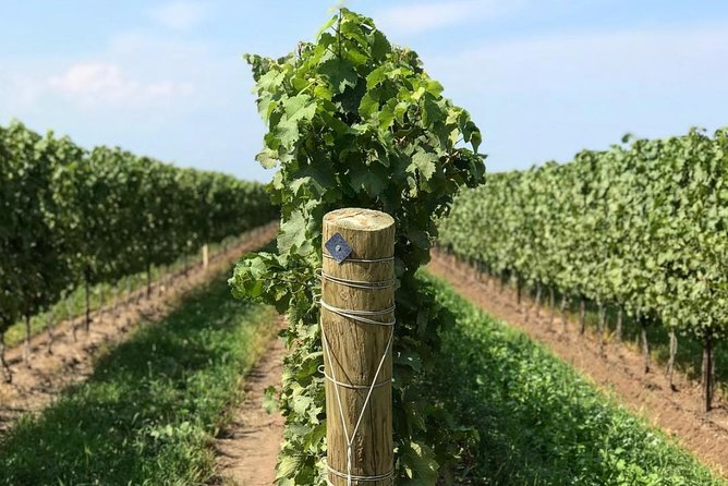 Private Wine & Charcuterie Tour (Customizable) - Weather, cancellation, and booking details
