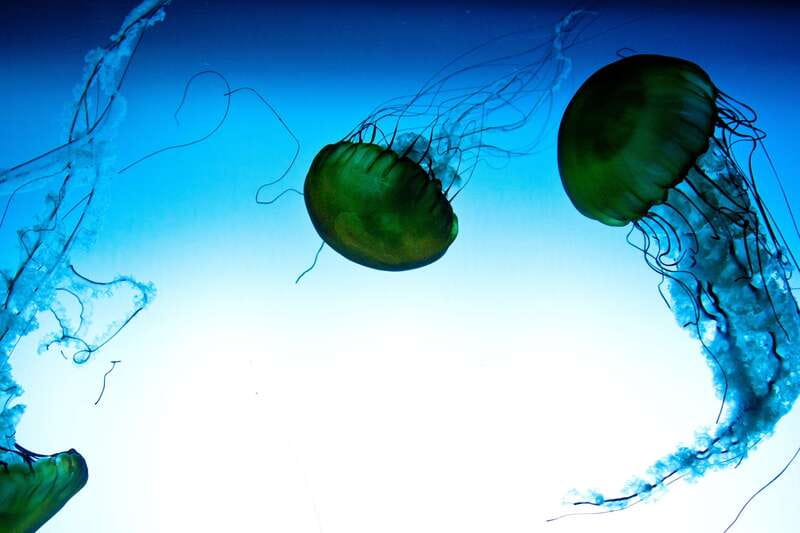 Quebec: Aquarium du Quebec Entry Ticket - What makes Aquarium du Québec worth your time