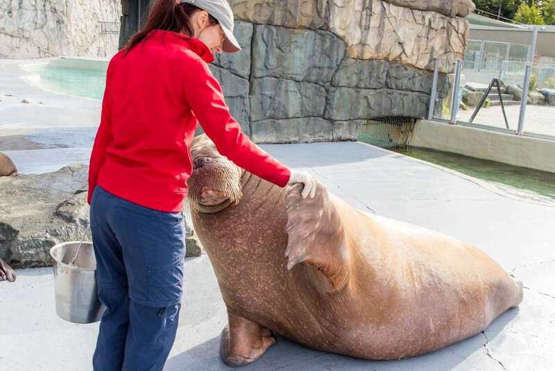 Quebec: Aquarium du Quebec Entry Ticket - Getting there and dealing with parking