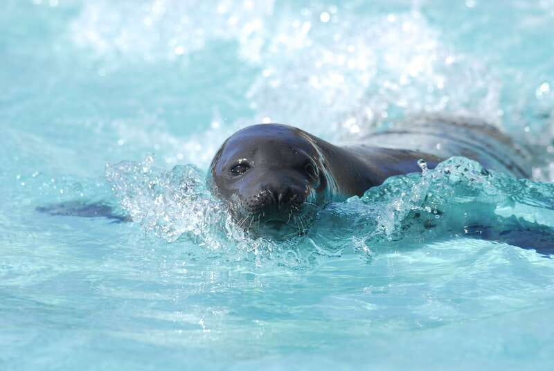 Quebec: Aquarium du Quebec Entry Ticket - Is $19 a fair price?