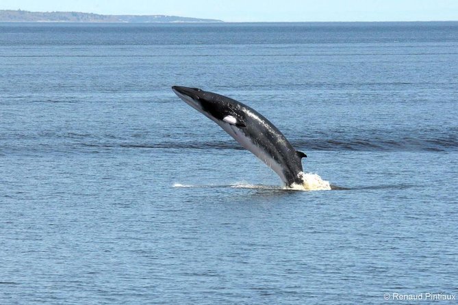 Québec City: Whale Watching Tour with Bus Transportation - Why this whale tour takes all day