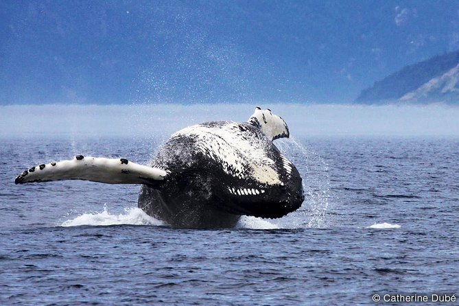 Québec City: Whale Watching Tour with Bus Transportation - What you may see on the water