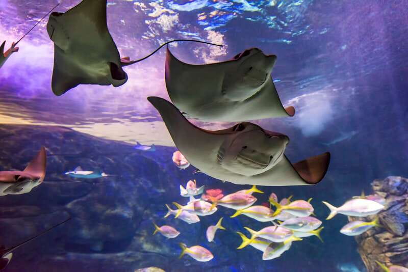 Ripley's Aquarium: Sharks After Dark Entry (After 5PM) - Key points to know before you go