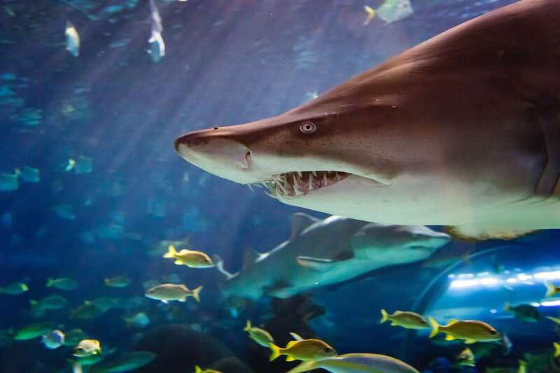 Ripley's Aquarium: Sharks After Dark Entry (After 5PM) - Why the evening ticket works well in Toronto