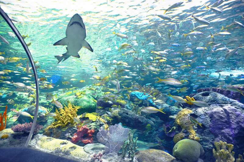 Ripley's Aquarium: Sharks After Dark Entry (After 5PM) - Jellyfish, coral, and the quieter galleries