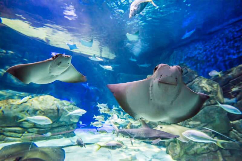 Ripley's Aquarium: Sharks After Dark Entry (After 5PM) - Stingray touch pools and hands-on learning
