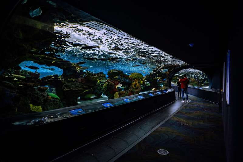 Ripley's Aquarium: Sharks After Dark Entry (After 5PM) - How crowded is after dark?