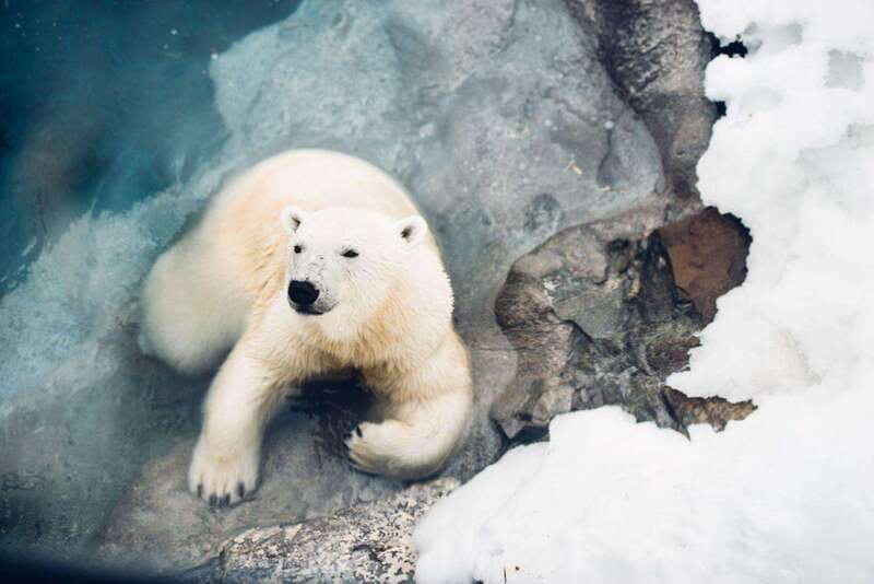 Saint Felicien: Admission to Zoo Sauvage - The Big Idea Behind Zoo Sauvage