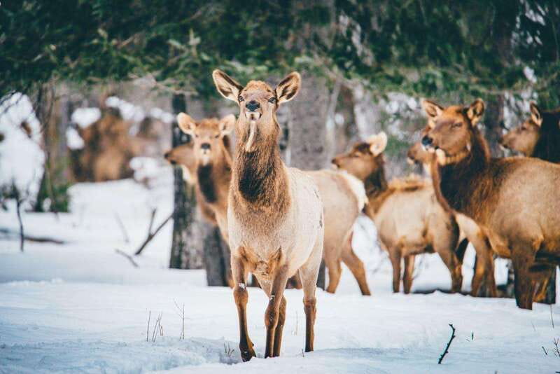 Saint Felicien: Admission to Zoo Sauvage - What You May See, and What You May Miss