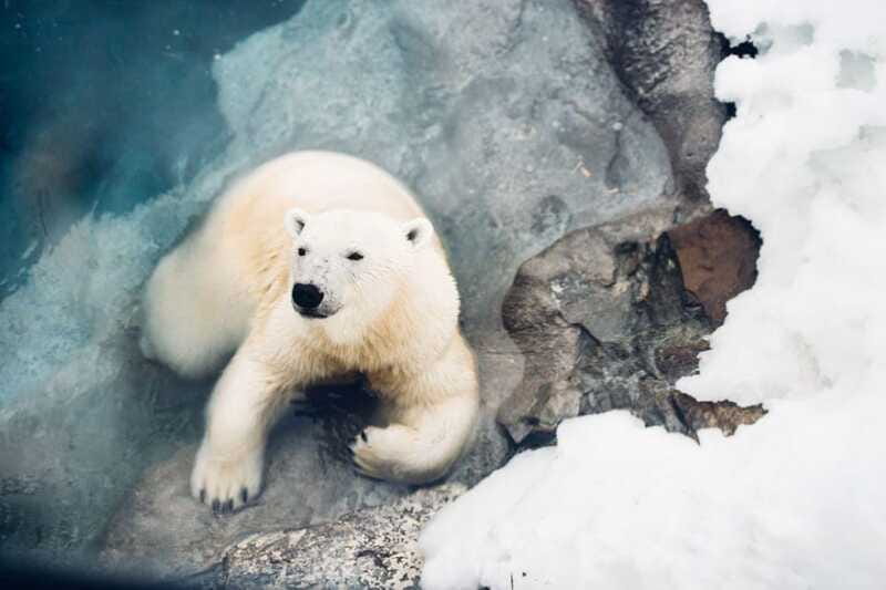 Saint Felicien: Admission to Zoo Sauvage - Winter at Saint-Félicien Zoo Sauvage