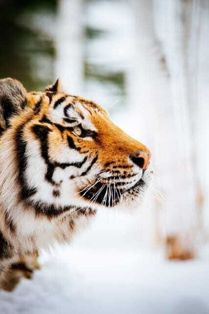 Saint Felicien: Admission to Zoo Sauvage - Who Will Enjoy This Zoo Most?