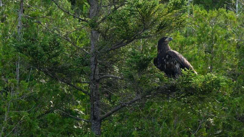 Saint John River: River Relics Kayak Tour - Tandem kayaking and what the safety rules mean