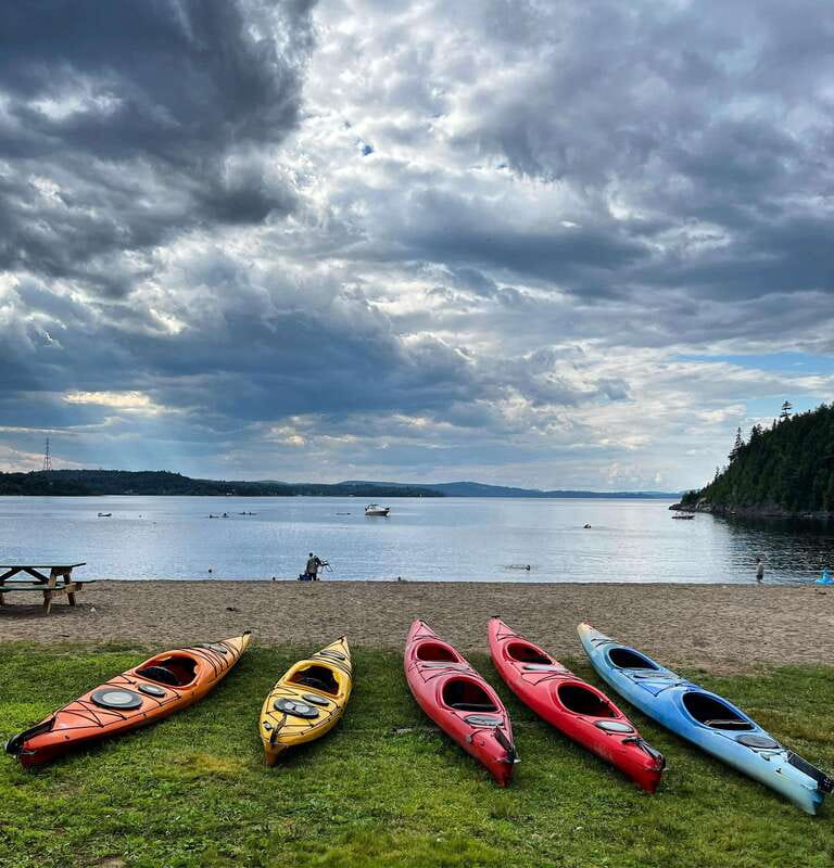 Saint John River: River Relics Kayak Tour - Wildlife to watch for from the kayak