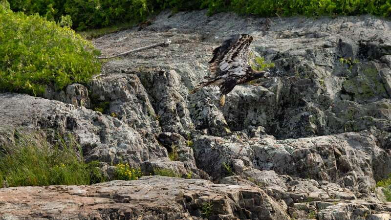 Saint John River: River Relics Kayak Tour - The guide makes the difference