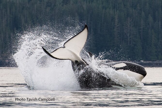 Salish Sea Whale Watching Tour in Campbell River - Searching for orcas, humpbacks, and smaller sea life