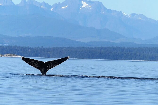 Salish Sea Whale Watching Tour in Campbell River - What the boat design means for your comfort