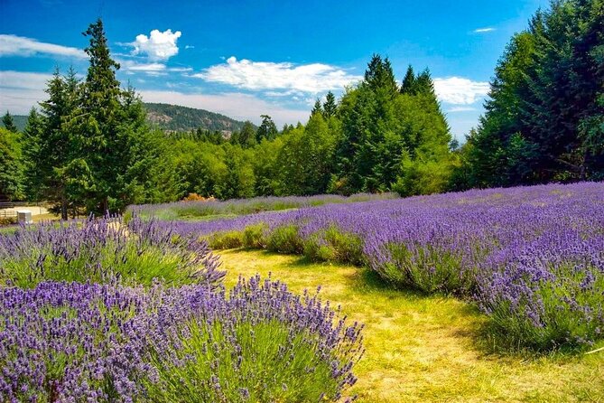 Salt Spring Island "Artisan Trail" Hop On Hop Off Tour! - Pause at Garry Oaks Estate Winery