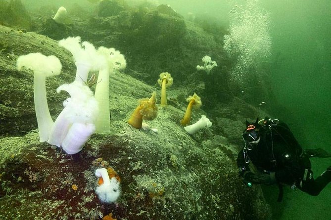 Scuba Dive Boat Charter in Vancouver (Certified Divers Only!) - The HMCS Annapolis artificial reef
