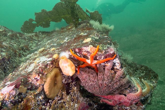 Scuba Dive Boat Charter in Vancouver (Certified Divers Only!) - What the $112.62 price really covers