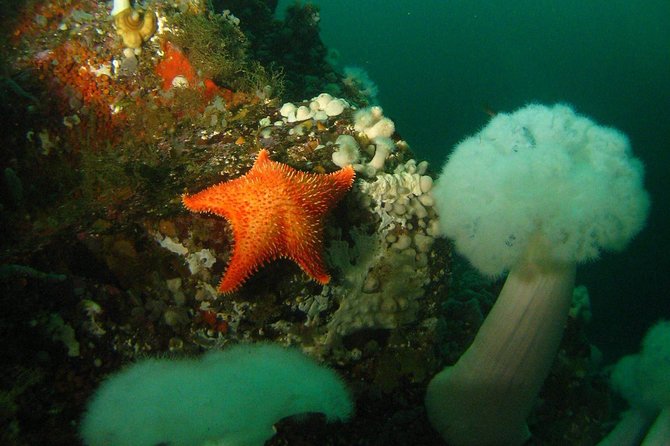 Scuba Dive Boat Charter in Vancouver (Certified Divers Only!) - Why the Topsail matters