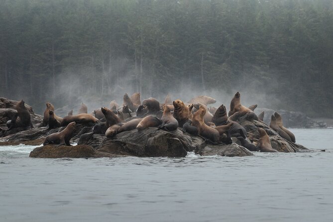 Sea Otter and Whale Watching Tour on Northern Vancouver Island - Why this Port Hardy boat trip is special
