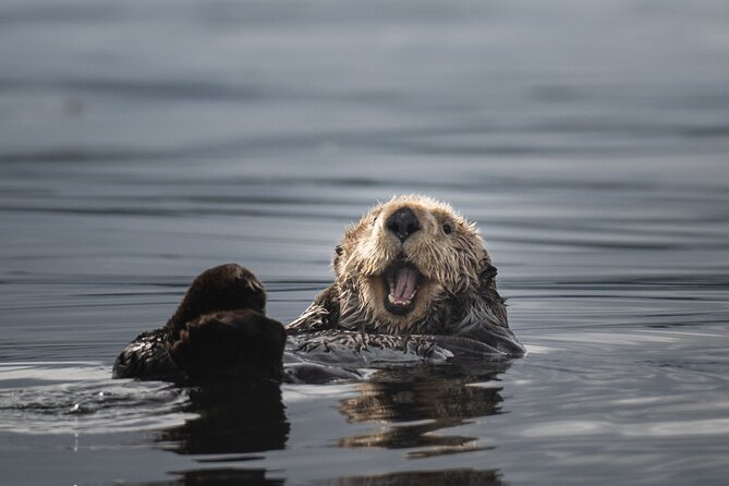 Sea Otter and Whale Watching Tour on Northern Vancouver Island - Lunch, warmth, and the practical value of six hours