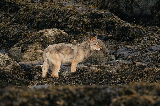 Sea Otter and Whale Watching Tour on Northern Vancouver Island - Weather, sightings, and managing expectations