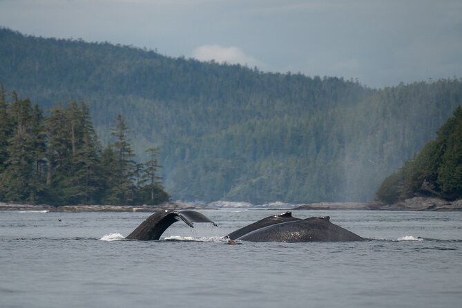 Sea Otter and Whale Watching Tour on Northern Vancouver Island - Who will enjoy this tour most