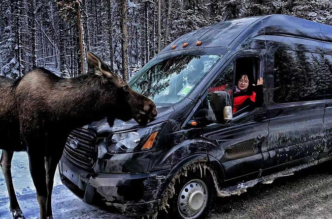 Shuttle from Banff or Canmore to Moraine Lake and Lake Louise - One Hour Beside Lake Louise
