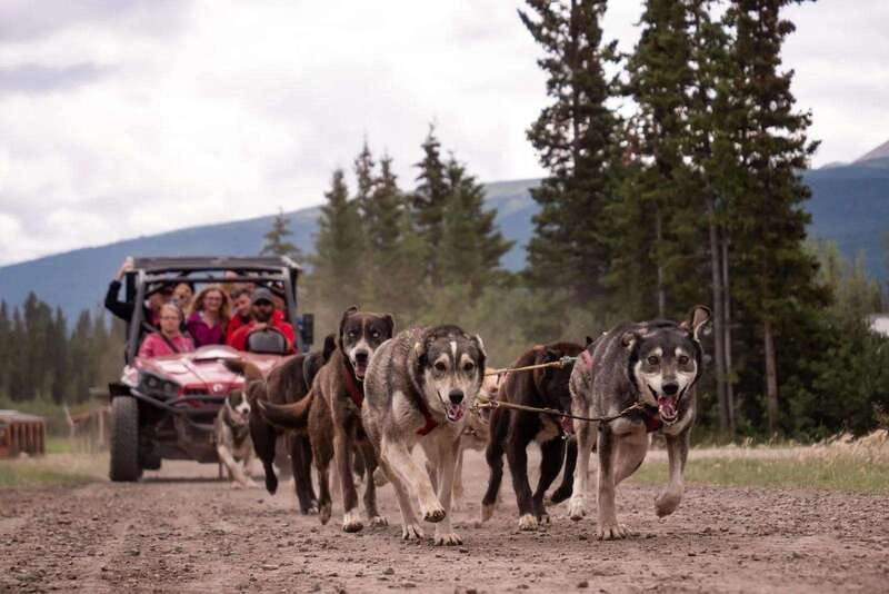 Skagway: Yukon Dog Mushing & Sightseeing Tour - Caribou Crossing Iditarod Training Camp