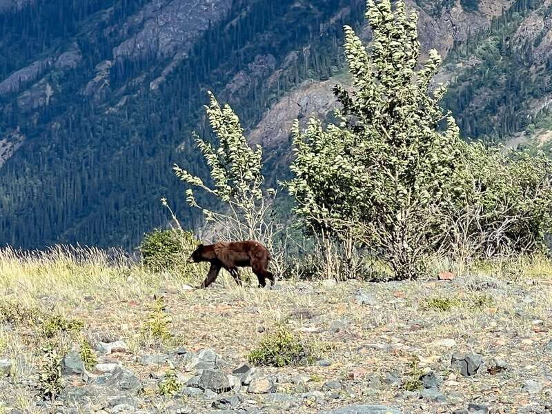 Skagway: Yukon Dog Mushing & Sightseeing Tour - The dog mushing portion needs careful expectations