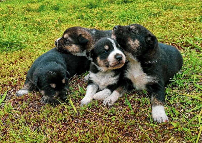 Skagway: Yukon Dog Mushing & Sightseeing Tour - Emerald Lake and the Carcross Desert