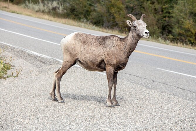 Smartphone Audio Driving Tour between Banff and Calgary - Banff National Park and the famous mountain stops