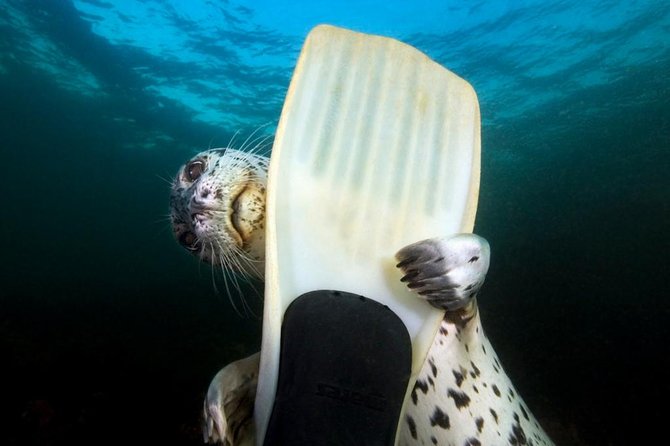 Snorkel, Kayak, and Seal Adventure: Vancouver Boat Tour - Key things to know before booking