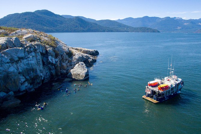 Snorkel, Kayak, and Seal Adventure: Vancouver Boat Tour - Watching harbor seals at Pam Rocks