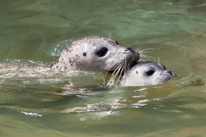 Snorkel, Kayak, and Seal Adventure: Vancouver Boat Tour - Kayaking around the seal rocks